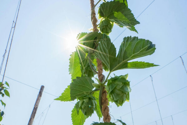 Schijndel Uit de Kunst
